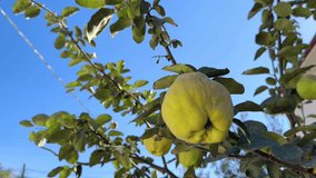 quality quince video, quinces on the tree, close-up of quince fruit during quince harvest
