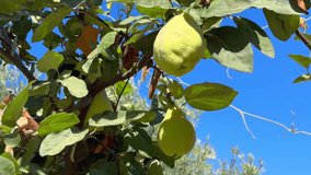 quality quince video, quinces on the tree, close-up of quince fruit during quince harvest