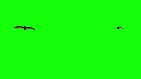 South American Yellow Headed Vulture Raptor - Two Birds - Flying Around Loop - 4K 3D Animation Isolated on Green Screen