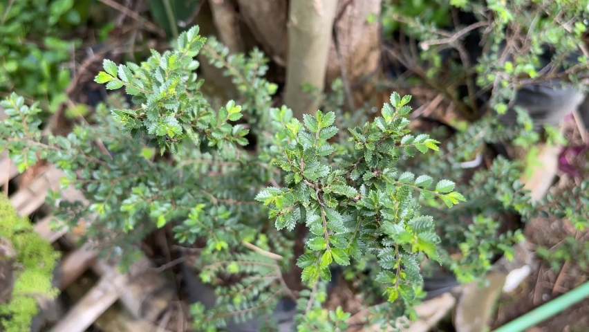 Ulmus parvifolia, commonly known as Chinese elm. Bonsai tree