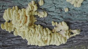  Tree mushrooms on tree trunk on lake background, Vertical video