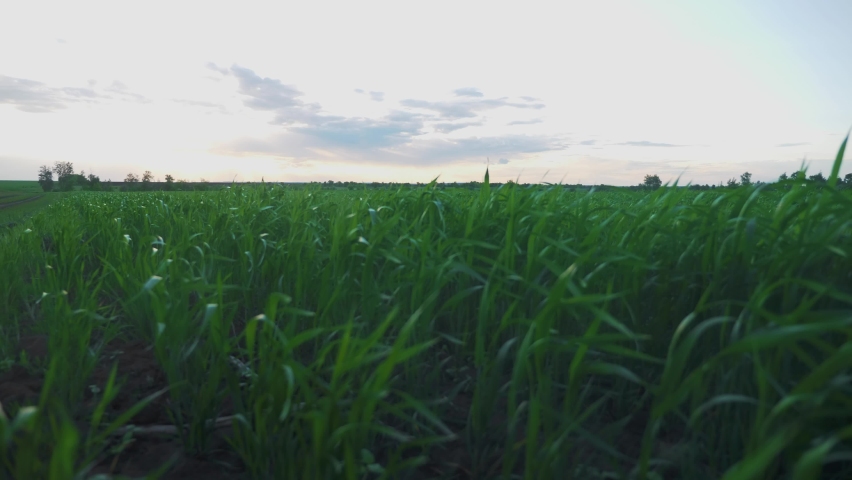 agriculture. green field of early wheat at sunset sunset sunlight movement. green grass sways in the wind lifestyle