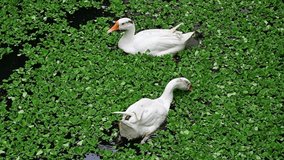 View from above of geese swimming in a pond among floating pistia plants.