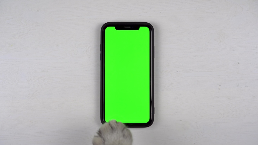 The cat's paw of the British cat taps the phone on the screen. The cat is using the phone. Green screen on the smartphone lying on the table. Royalty-Free Stock Footage #1095238743