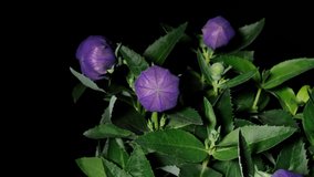 Time lapse footage of purple Platycodon grandiflorus (Balloon flower, Chinese bellflower, or platycodon) growing from bud to full blossom isolated on black background, 4k front view close up video