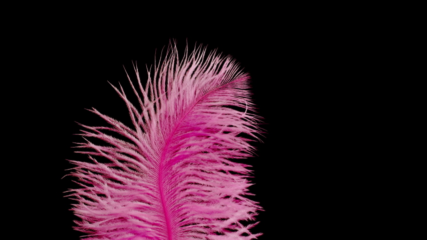 Pink feather texture, soft plumelet on black background close-up. Softness and fur tenderness concept. 