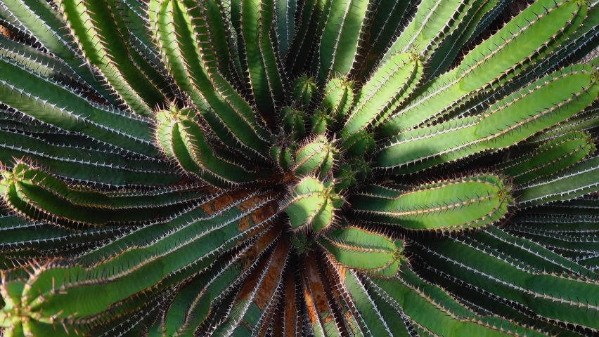 Close up of cactus in the desert with inception mode turning around the centre.