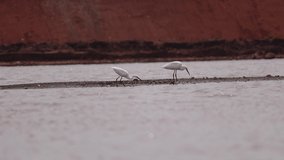 Two Little egret Standing in the river side