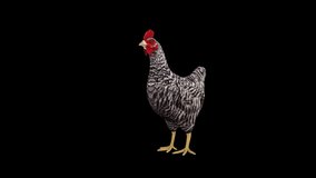 Chicken Idle animation.Full HD 1920×1080.12 Second Long.Transparent Alpha video.LOOP.