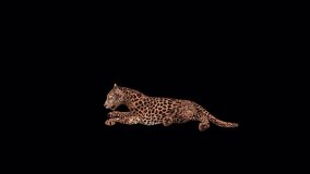 Jaguar Sitting , Animation.Full HD 1920×1080.Transparent Alpha Video. LOOP.