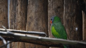 Male Lord Derby's parakeet (Psittacula derbiana, also known as Derbyan parakeet) sits on tree branch by wooden fence. Copy space. Real time video. Exotic pets theme.