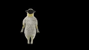 Sheep Dancing, Animal, 3d rendering, Animation Loop, cartoon,  included in the end of the clip with luma matte.