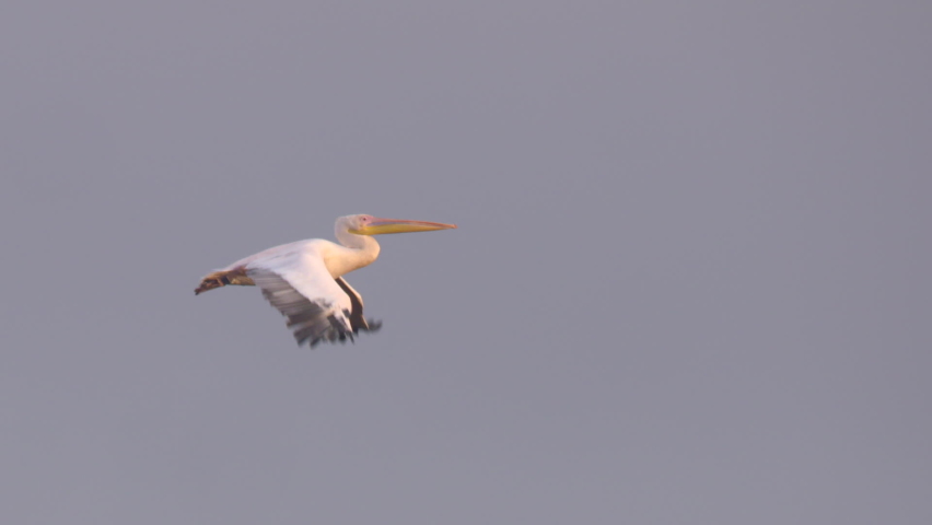 Great White Pelican large bird flying slow motion