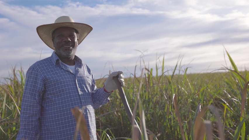 Black farmer happy with sugar cane crop making thumbs up with hand and smiling. Brazilian farmer. Sugarcane farm. Royalty-Free Stock Footage #1095257577