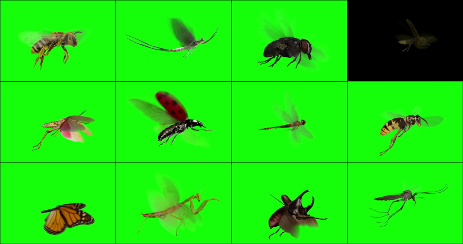 3D Animation with 12 species of insects flying in place over a green background. Perfect for adding custom swarms or individual insects to your footage or motion graphics. Duplicate bugs as needed, an Royalty-Free Stock Footage #1095261437