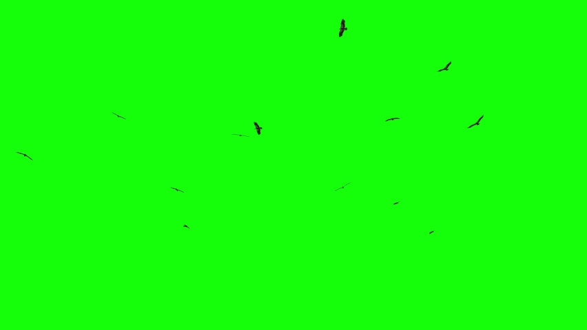 Flock of vultures flying circles in the sky for 25 seconds, on a green background.