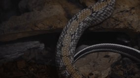 Close-up view of skin of Taiwan beauty rat snake (Elaphe taeniura friesei, also known as beauty ratsnake or cave racer) crawling on stone. Soft focus. Real time video. Exotic pets theme.