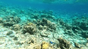 a coral reef with fish. underwater video. Waterproof photo and video equipment for travel. extreme tourism and travel. exotic animals and tropical and equatorial climate.