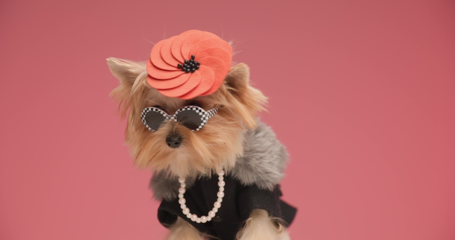 curious cool yorkie dog with fashion clothes, wearing sunglasses and hat looking to side and standing up in front of orange background Royalty-Free Stock Footage #1095276601