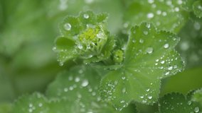 Drops of dew on a green flower bud.
Video footage of wet green young flower.