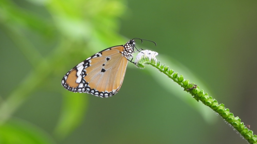 Beautiful butterfly - flower -