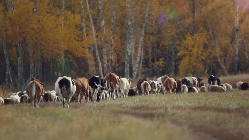 running sheep with cattle running sheep with cattle