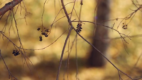 Branch With Yellow Leaves Autumn Stock Footage Video 100
