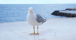 A seagull stands on a beach canopy from the sun and looks around against the background of the sea. The concept of animals, birds, ecology and nature. 4K video 4096x2160