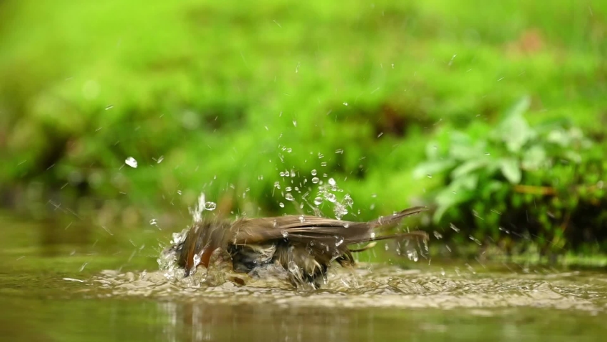 A Little robin takes a bath
