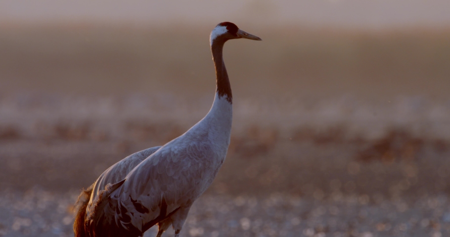 Common Birds Crane In The Hortobagy Hungary Close-up