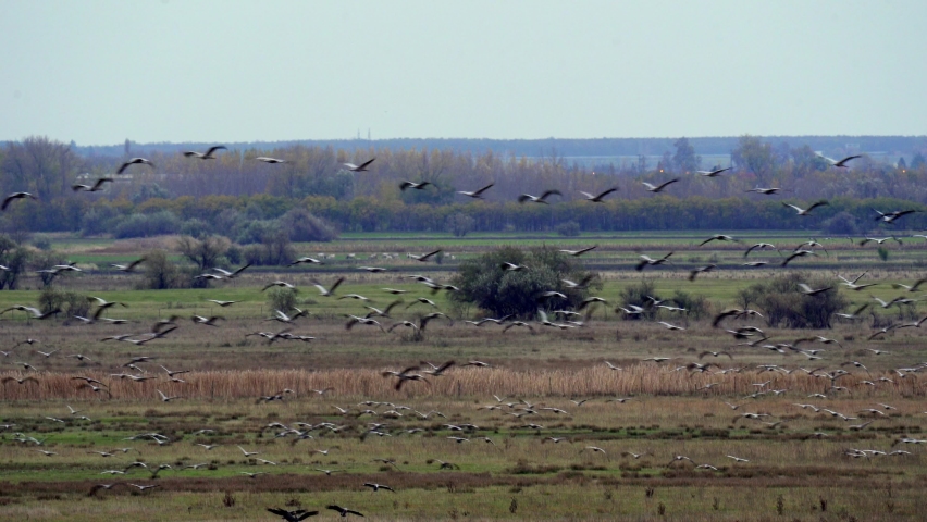 Cranes Flying In Formation Flight Migratory Bird Grus Grus
