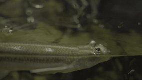 This close up video shows a mudskipper swimming right along the water surface.