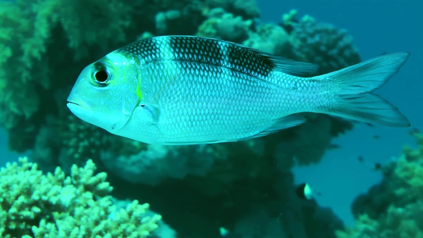 Young Big eye bream (Monotaxis grandoculis) swims slowly against the backdrop of the water column and coral reef, close-up.