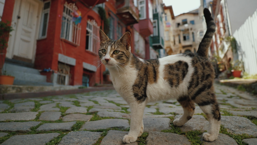 Funny Cat roaming the empty street in historical Balat area, Istanbul Turkey. Stray cat taking steps on paving stones, looking for food Royalty-Free Stock Footage #1095291381