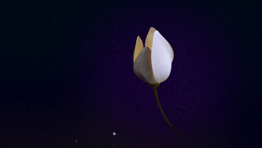 3d Animated blooming white lotus flower from bud to full blossom. 3d Animation of Lotus flower Royalty-Free Stock Footage #1095291541