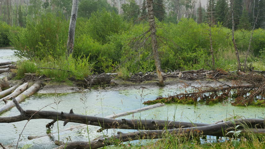 MANTI LASAL NATIONAL FOREST, UTAH - JULY 2015: Hard rain falling on a mossy high mountain pond during a summer thunderstorm.