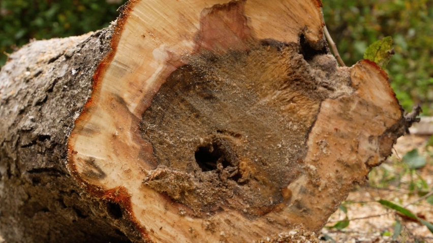 A man's hand wipes a cut of a cut tree in the woods. Close-up of wood. Growth rings and bark beetle-damaged wood inside the trunk are visible Royalty-Free Stock Footage #1095300113