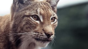 Closeup of Face Head of American Bobcat or Wild Cat Looking Around. Young Lynx in morning rays. 4K high quality raw footage - Powered by Shutterstock - Get 15% off with code: PIKWIZARD15