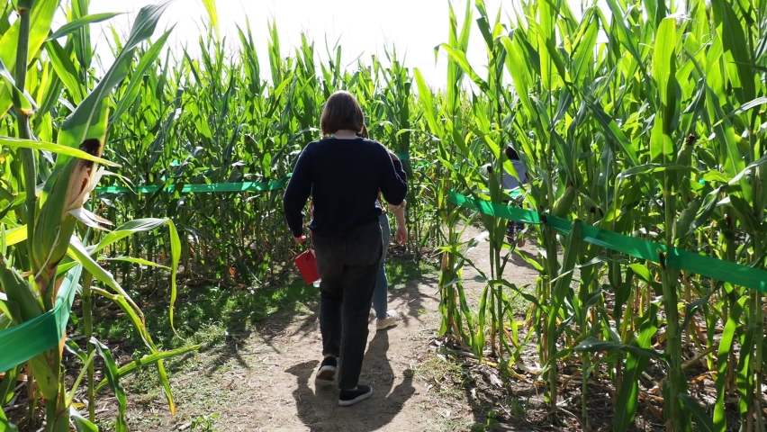 Corn maze with bright blue sunny sky on a Fall day at the farm