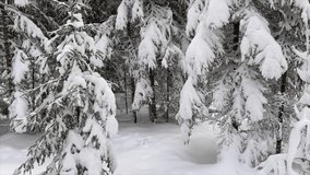 Winter forest, all trees are covered with snow. Video for the background. Cold, beautiful winter weather. Fairy forest.