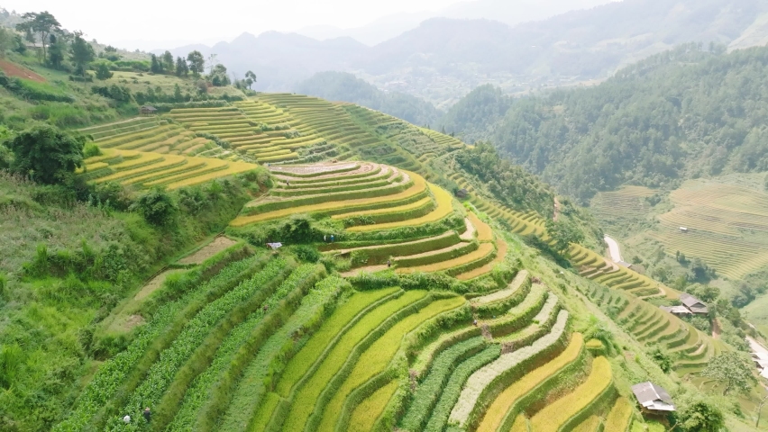 The most beautiful ripe rice fields in Vietnam