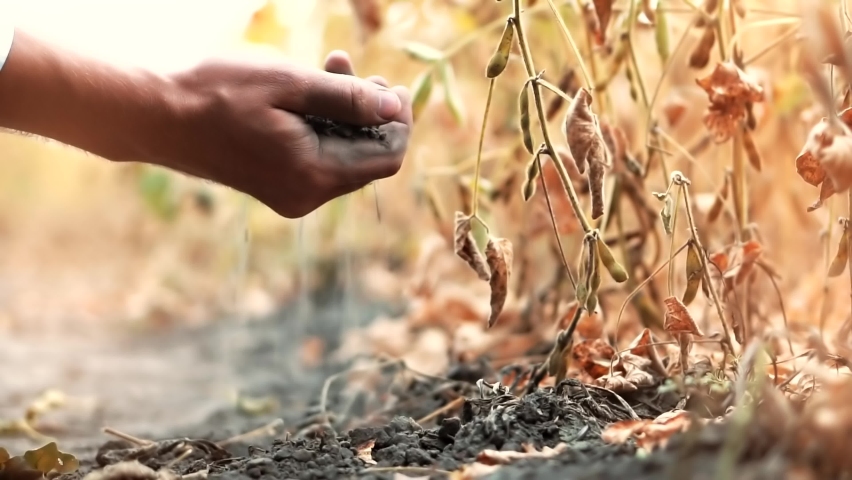 Agronomist Testing Black Soil. Farmer Check Dry Ground On Harvesting. Agricultural Business After Harvest. Farmland Growing Organic Food. Agriculture Business Farming Examining Soil On Plants Soybean Royalty-Free Stock Footage #1095313041