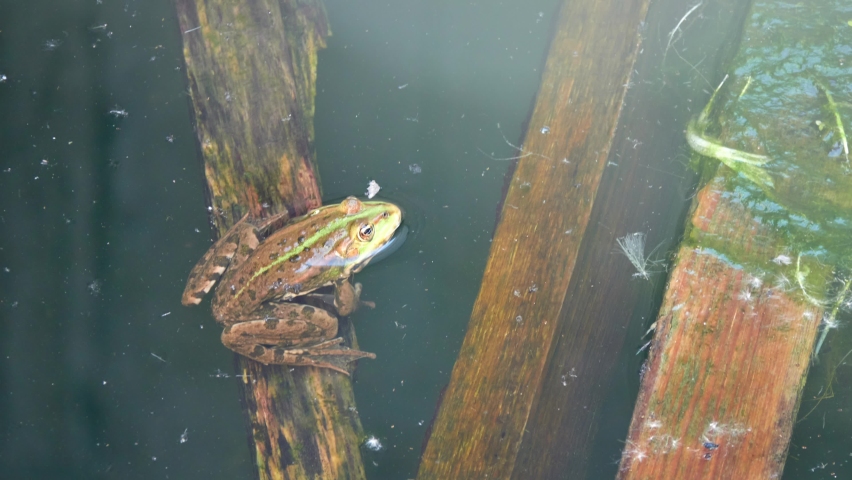 European frog sits on old wooden log against backdrop of dirty lake.