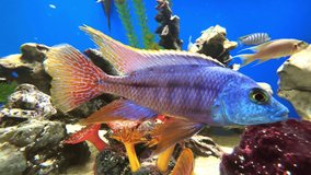Colourful blue aquarium with lovely coloured mixed tropical fish. Rocks coral and plants in their magical light colours fish tank