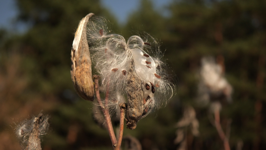 Wild grass in the wind on a sunny day