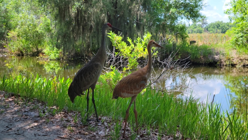 Sandhill Cranes in Florida Wetlands