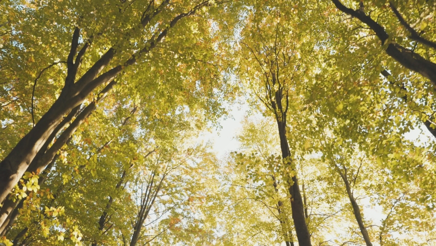 tree tops in autumn forest