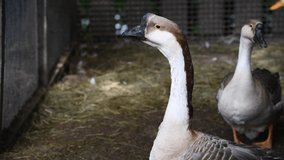 Close-up view of goose with black beak standing on farmyard in free range poultry farm. Selective focus. Real time video. Agriculture theme.