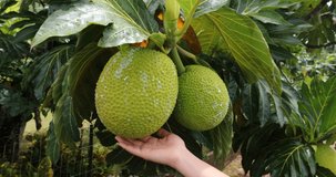 French Polynesia travel video of breadfruit. Breadfruit is a species of flowering tree in the mulberry and jackfruit family originating in the South Pacific and spreading to rest of Oceania