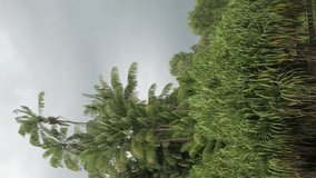 vertical video tropical rain forest with many trees and coconut tree, natural tropical green forest in raining time in singapore garden, with overcast sky